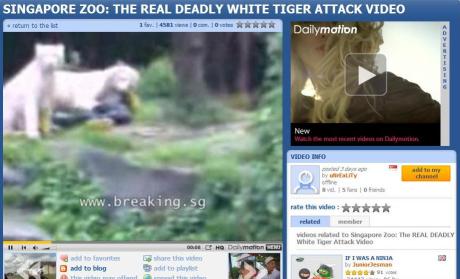 white-tiger-attack